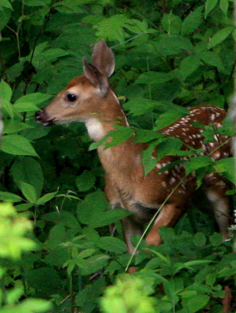 Bambi