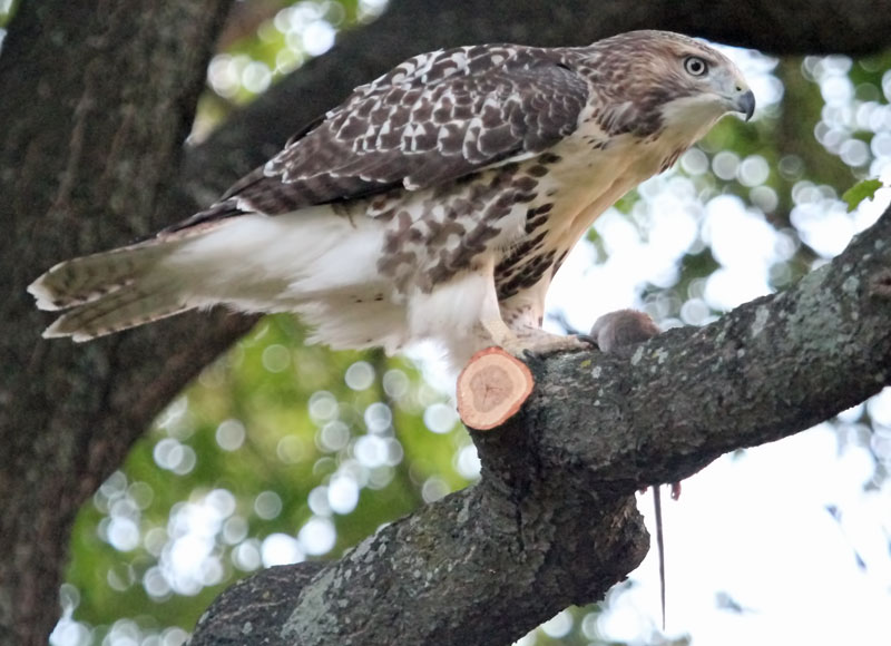 Red Tail