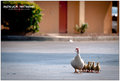 Muscovy Duck II