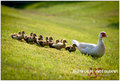 Muscovy Duck