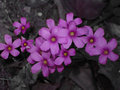 DSC01516-1-640x480.jpg