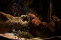 My Fish tank 01