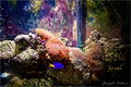 My Fish tank 02