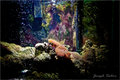 My Fish tank 03