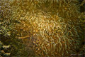 My Fish tank 07