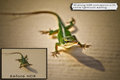 Wukong HDR Lizard 