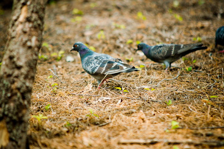 Rock Pigeon