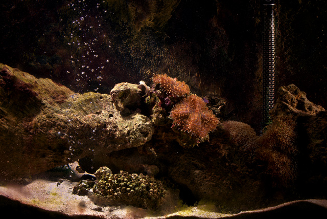 My Fish tank 01