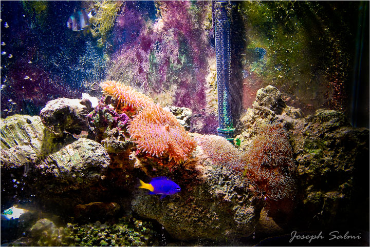 My Fish tank 02