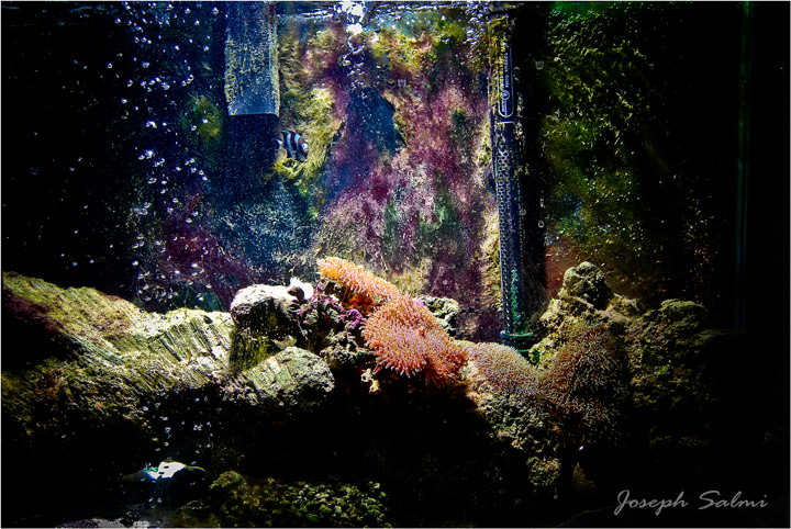 My Fish tank 03