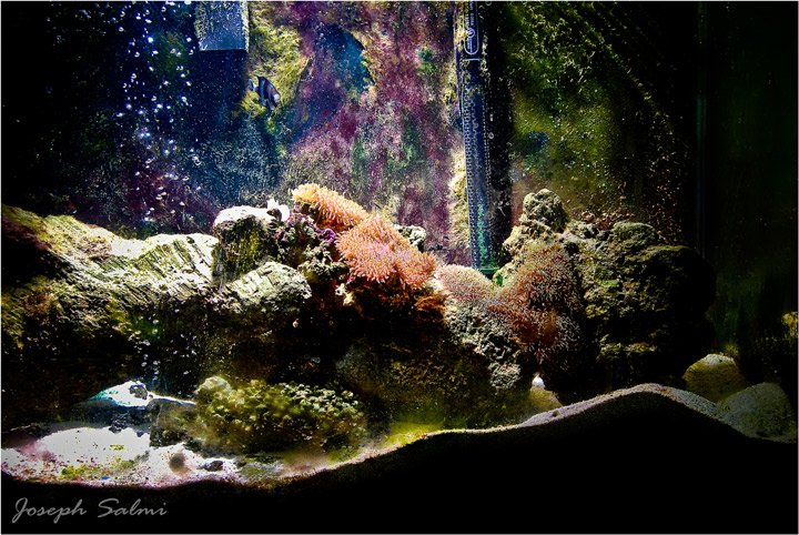My Fish tank 04