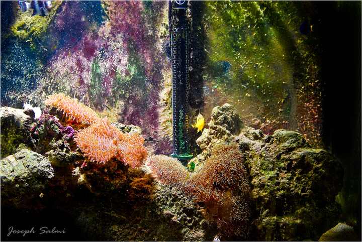My Fish tank 05