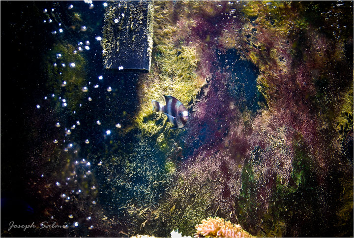 My Fish tank 06