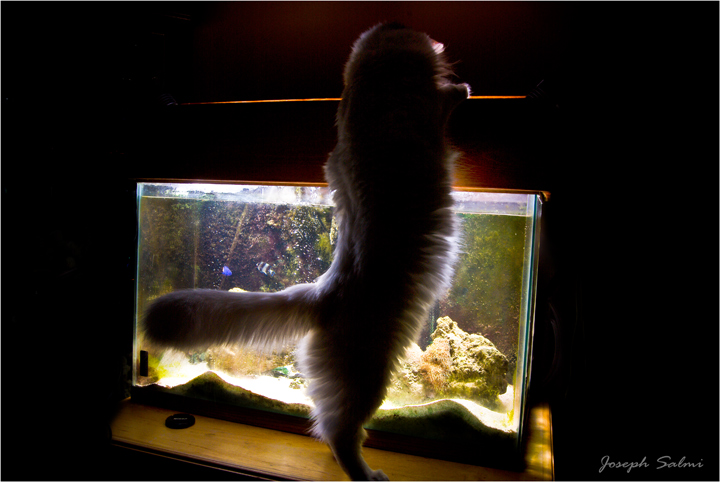 My Fish tank 08 - "Meow fishy fishy fishy...Meow"