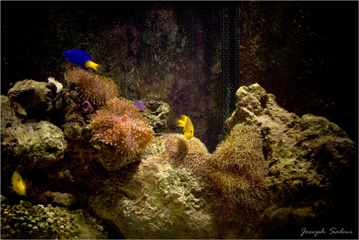 My Fish tank 09