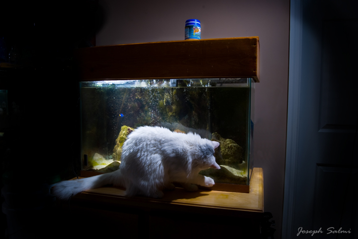 My Fish tank 10 - "Here Fishy, Fishy"