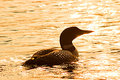 Loon at Sunset