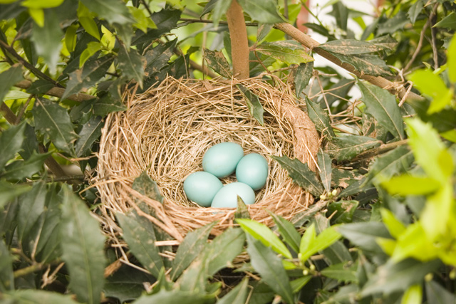 Four Signs of Spring (Original)