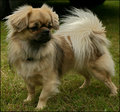 Tibet Spaniel