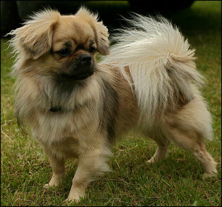 Tibet Spaniel