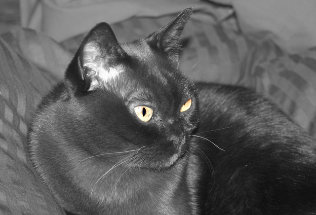 coco1.jpg