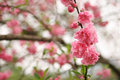 Chinese Blossoms