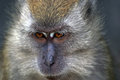 Simian Eyes