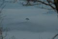 Tree in Fog