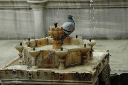 Bird in the Fountain
