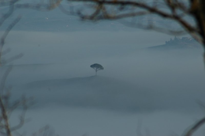 Tree in Fog