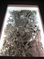 Fossils