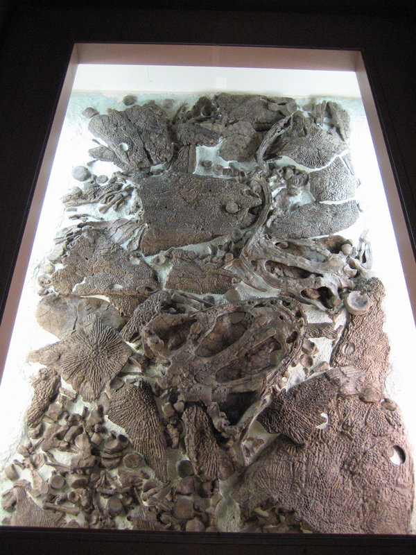 Fossils