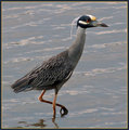 Yellow-crested Heron