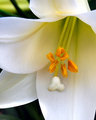 Mamaw's Lily