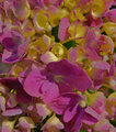 Mamaw's Garden