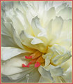 Softly-white.jpg