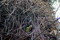 nest5.jpg