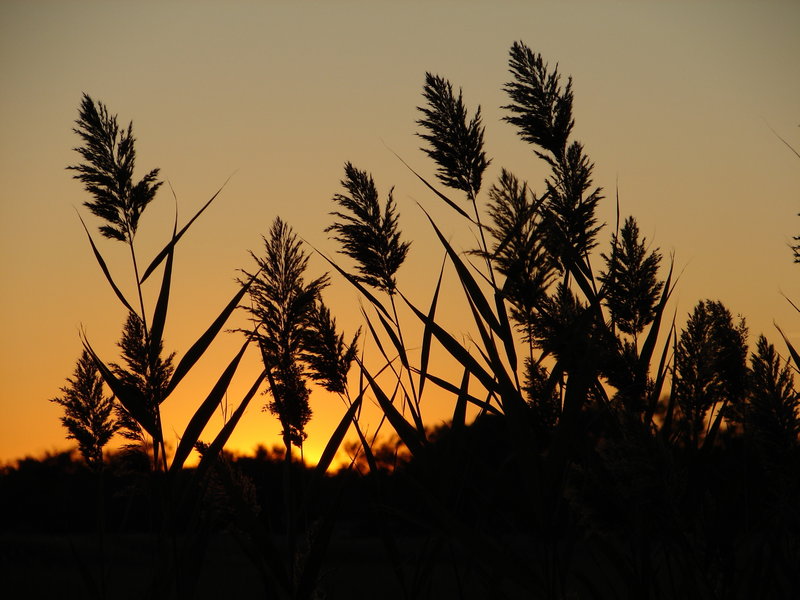As Dusk Ends the Day
