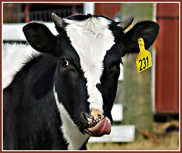 cow.jpg