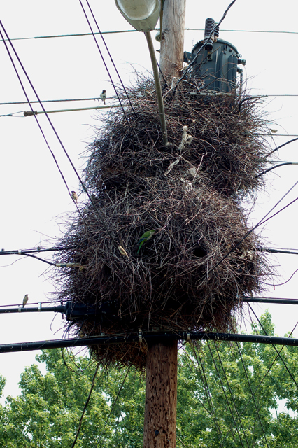 nest1.jpg