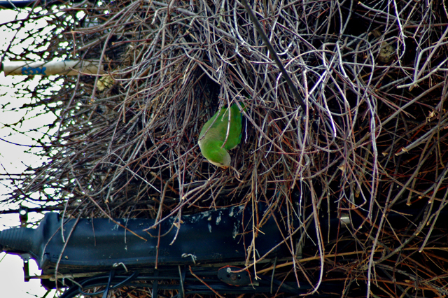nest2.jpg