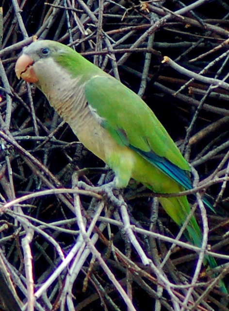 nest3.jpg