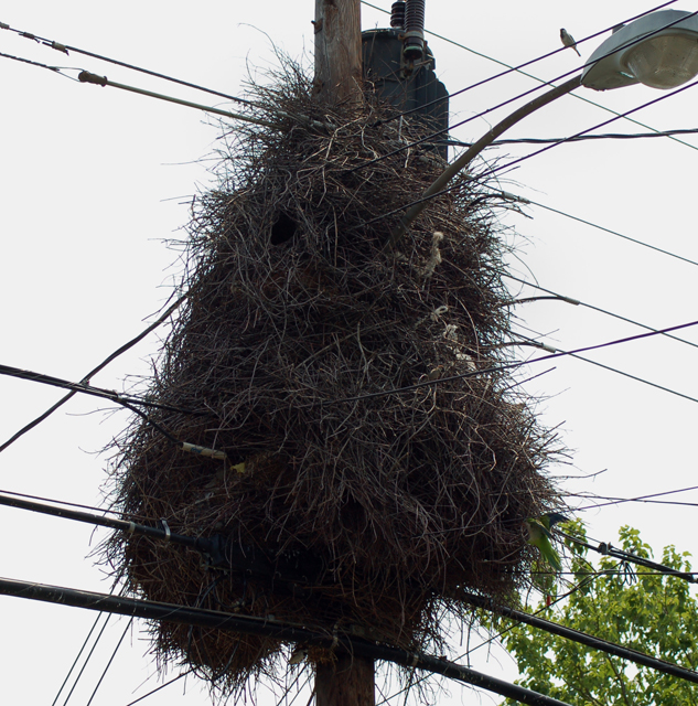 nest4.jpg