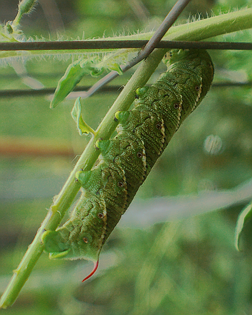 tomato-worm.jpg