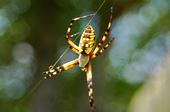 spider.jpg