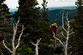 ZombieTrees Waiting to Attack