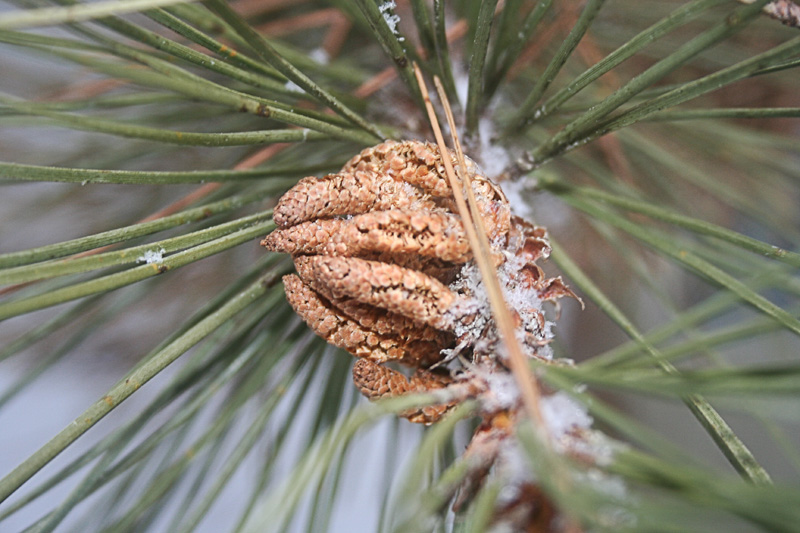pinecones.jpg