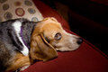 Phoebe