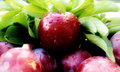 Plum Perfection (edited)
