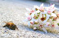 The Bee and His Bouquet for the Queen